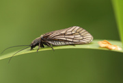 8th May 2020 - Alder fly