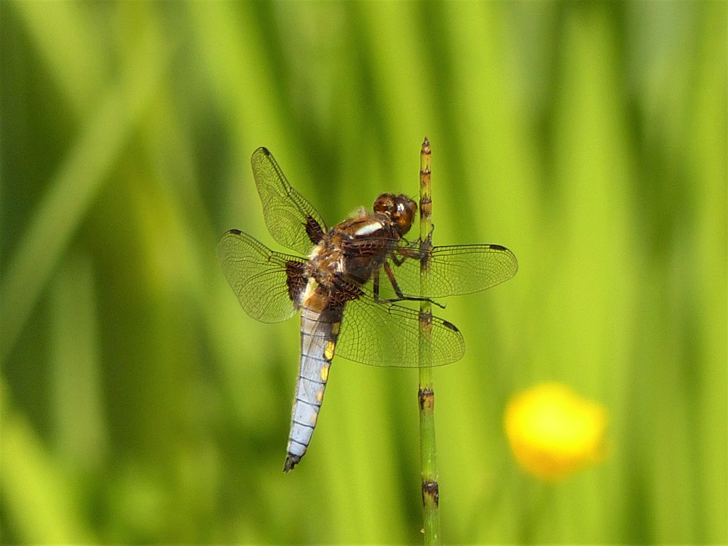  Broad Bodied Chaser  by susiemc
