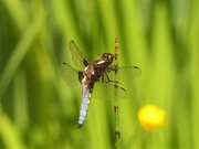 9th May 2020 -  Broad Bodied Chaser 