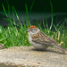 One Small Sparrow by gardencat