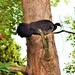   Scrub Turkey High Up In A Tree ~  by happysnaps
