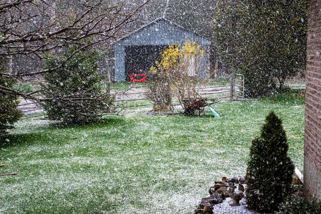 Snow on May 8th by farmreporter