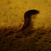 Does anyone else feel like a slug? by eudora