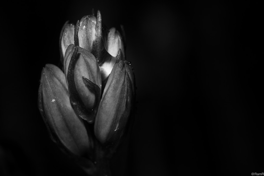 Blur bell buds in black&white by ramr