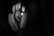 9th May 2020 - Blur bell buds in black&white