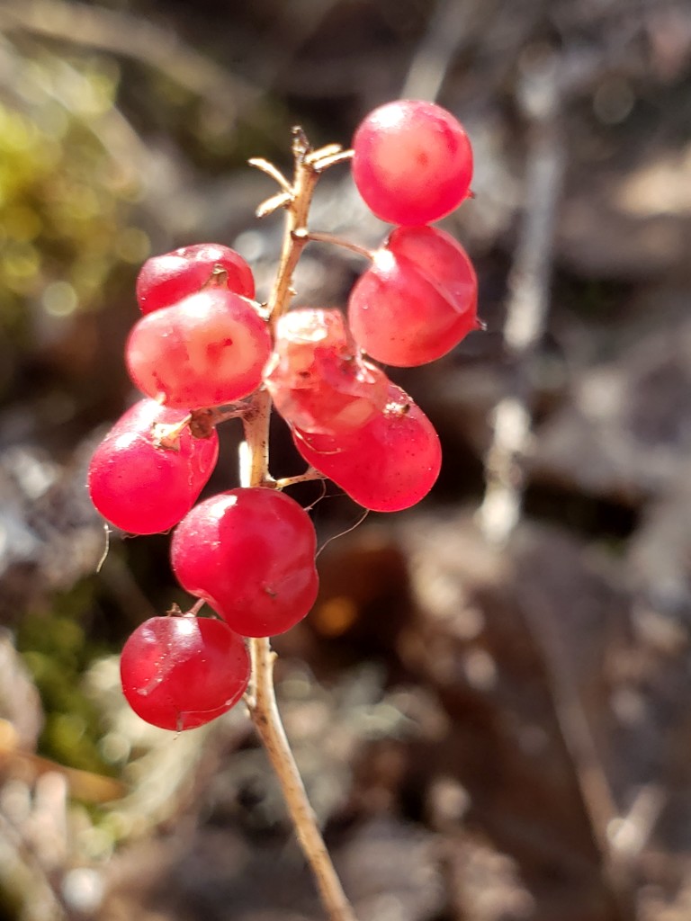 Spring red berries...  by waltzingmarie