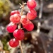 Spring red berries...  by waltzingmarie