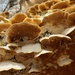Hidden Fungi by waltzingmarie