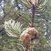 Comfy Pine Cone by waltzingmarie