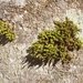Moss I by waltzingmarie