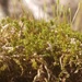 Enchanted Moss by waltzingmarie