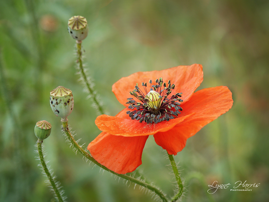 Orange Poppy by lynne5477
