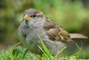 9th May 2020 - BABY HOUSE SPARROW - TAKE TWO 