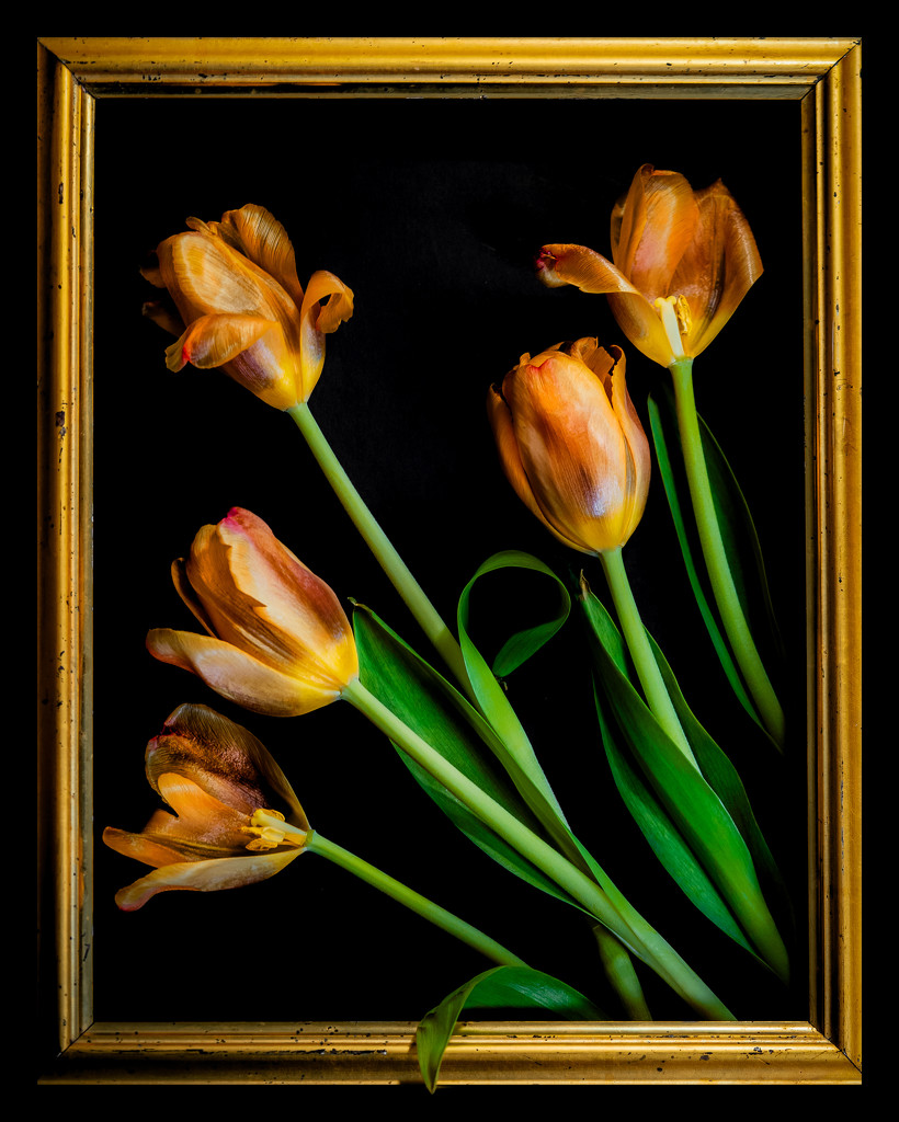 old tulips by jernst1779