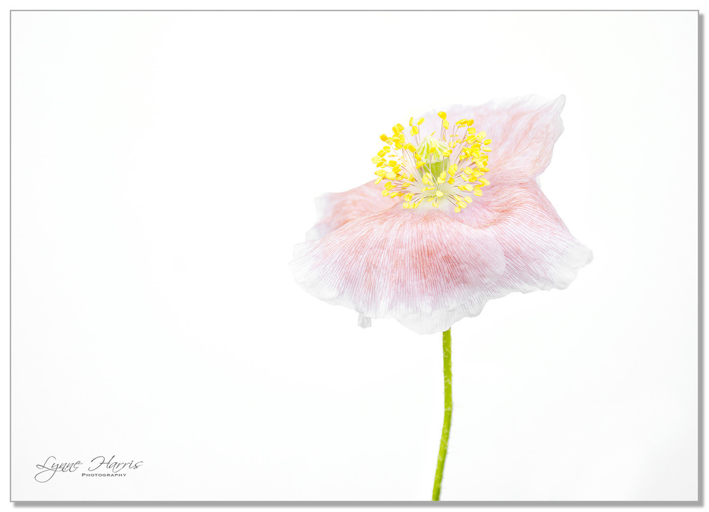 Pink Poppy by lynne5477