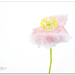 Pink Poppy by lynne5477