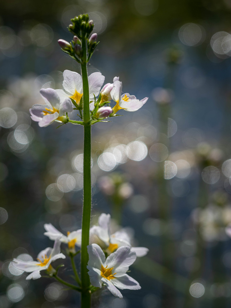 A water violet by haskar