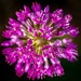 Allium by rjb71