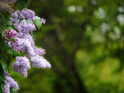 6th May 2020 - Lilac Season