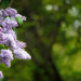 Lilac Season by gq