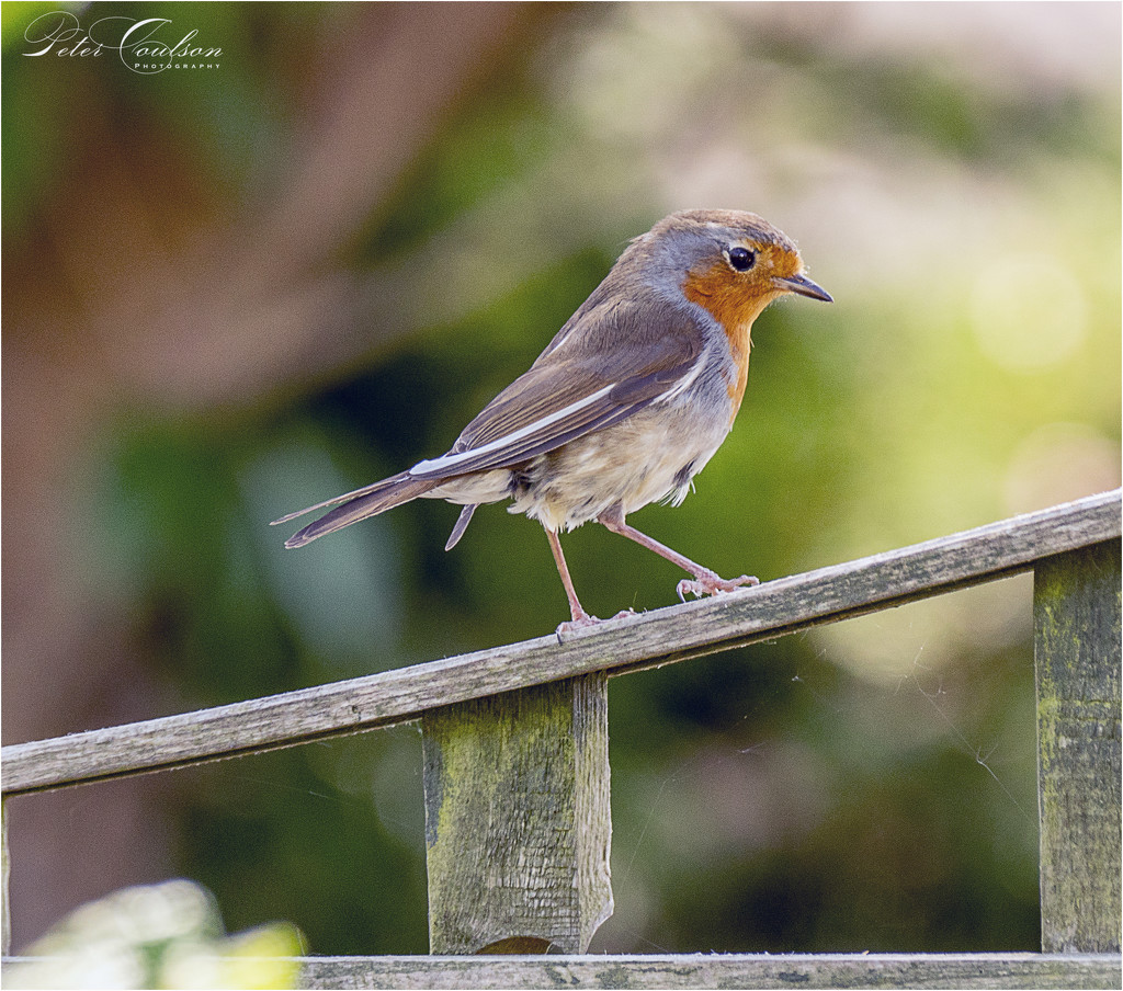 Young Robin by pcoulson