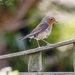 Young Robin by pcoulson