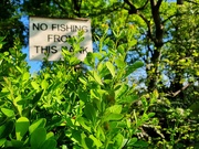 9th May 2020 - Another no fishing sign 