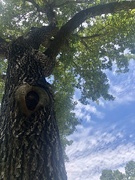 9th May 2020 - Hole-y tree trunk Batman!