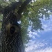 Hole-y tree trunk Batman! by kaylynn2150