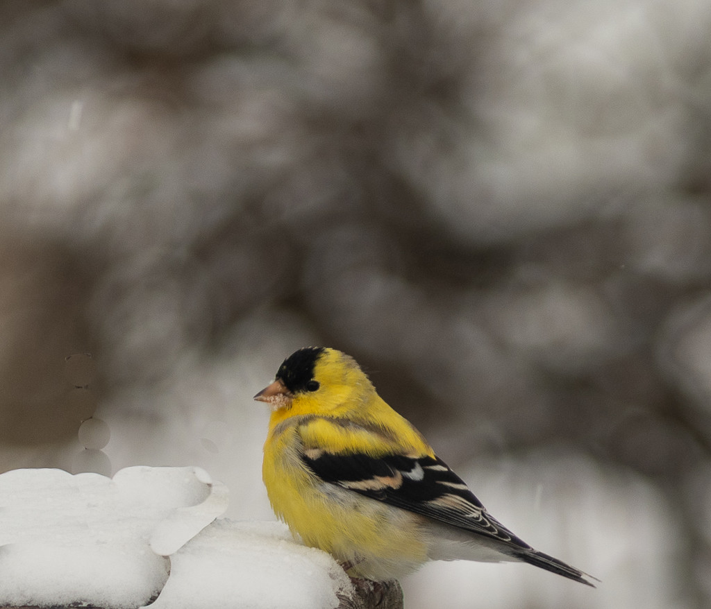 American Goldfinch  by radiogirl