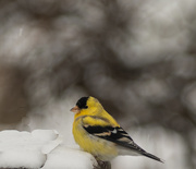 9th May 2020 - American Goldfinch 
