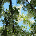 tree blooms by larrysphotos
