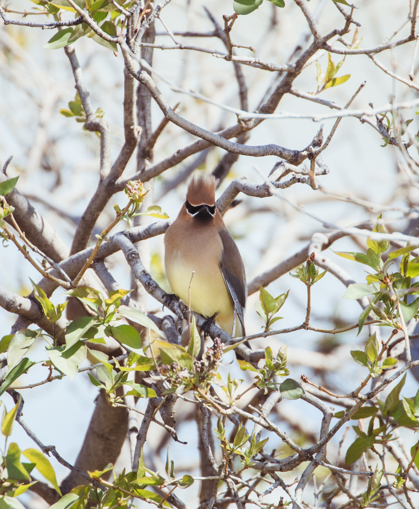 punk waxwing by aecasey