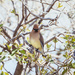 punk waxwing by aecasey