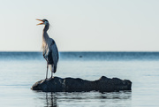 9th May 2020 - Blue Heron #2