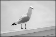 28th Feb 2020 - Seagull