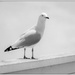 Seagull by chikadnz