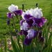 A neighbor's iris by tunia