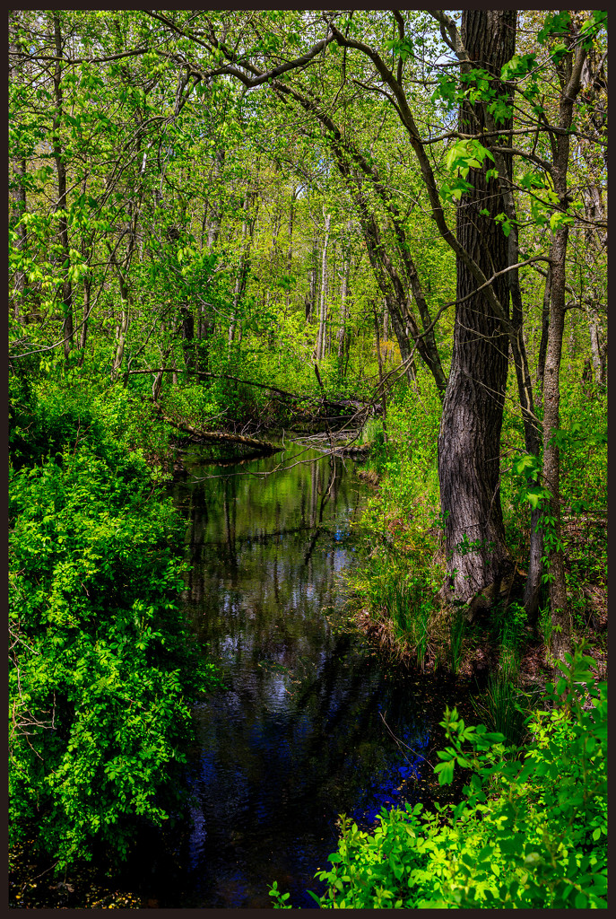 Reflections and Spring Greenery  by hjbenson