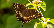 9th May 2020 - A Different View of the Palemedes Swallowtail Butterfly!