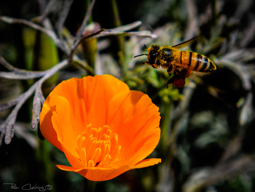 Overpollination by stray_shooter