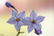 10th May 2020 - Solanum jasminoides