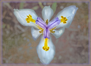 10th May 2020 - Dietes or Indigenous Iris