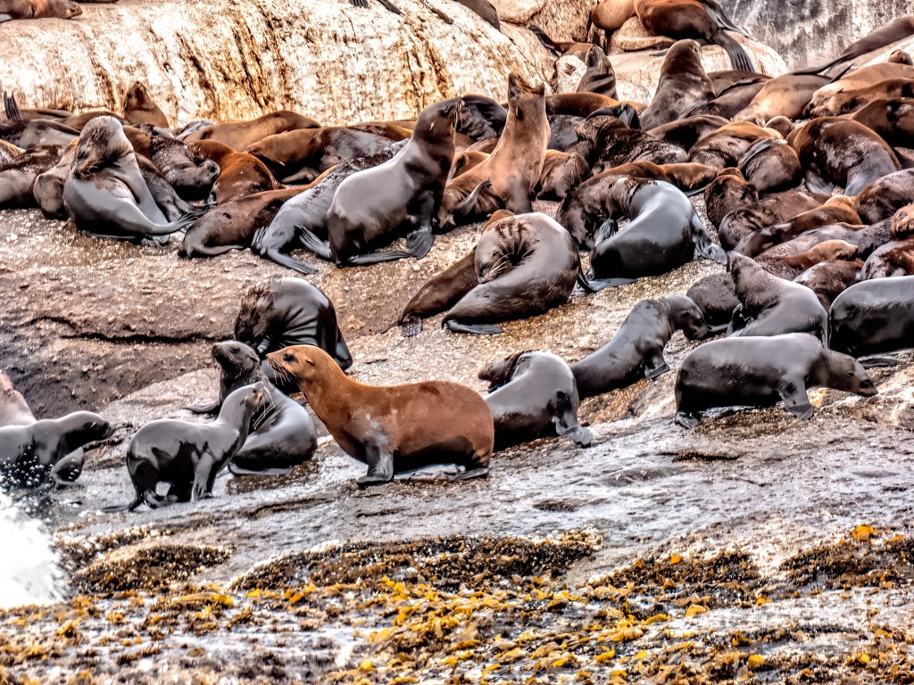 Some more Seals by ludwigsdiana