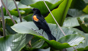 9th May 2020 - ~Red Winged BlackBird~