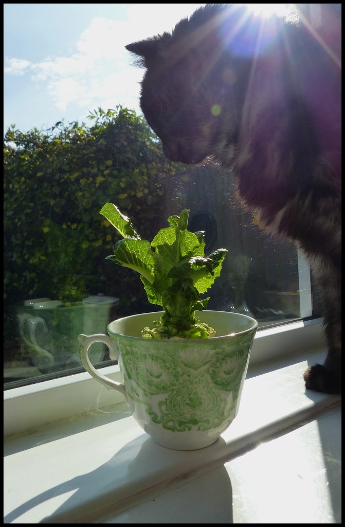 shadow, cup, reflection by jokristina