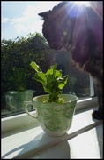 21st Apr 2020 - shadow, cup, reflection