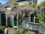 10th May 2020 - The Wisteria tree
