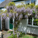 The Wisteria tree by pamknowler
