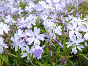 10th May 2020 - Phlox, I think, large.